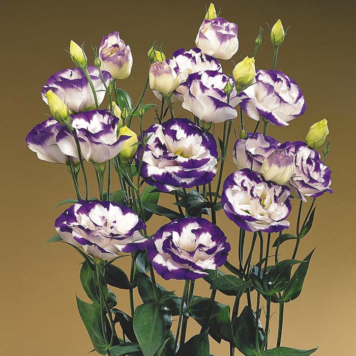 eustoma blu rim_enl (700x700, 157Kb)