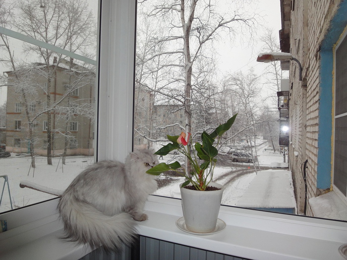 DSC01520 (700x525, 181Kb)