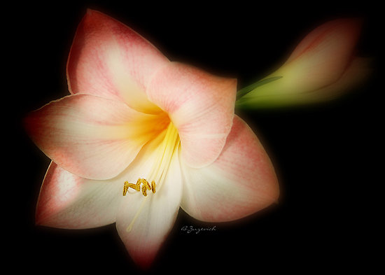 work_6734562_1_flat,550x550,075,f_amaryllis (550x393, 29Kb)