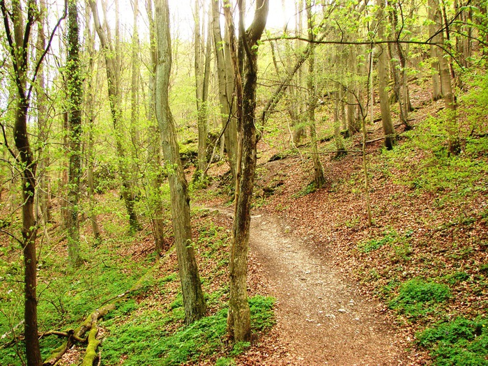 DSC09580 (700x525, 262Kb)