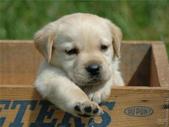 1276618214_cute_puppies_32 (700x525, 56Kb)