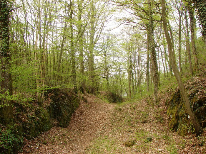 DSC09640 (700x525, 214Kb)