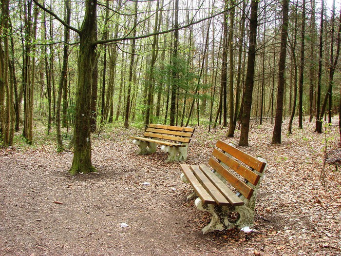 DSC09586 (700x525, 225Kb)