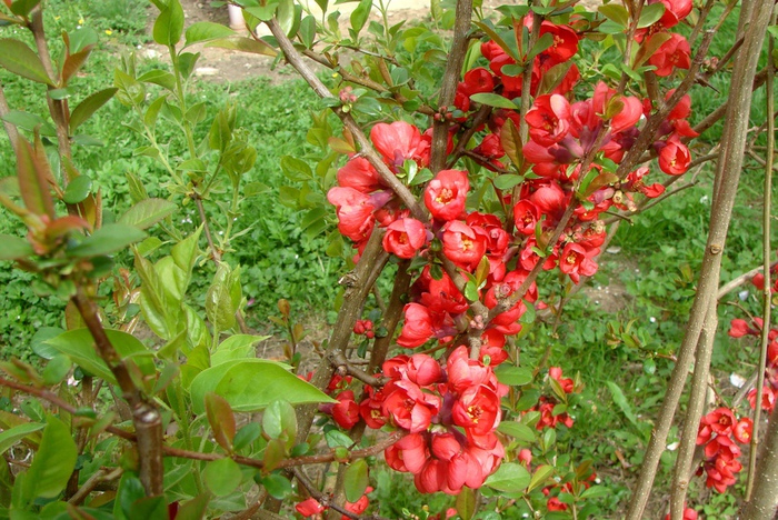 DSC09552 (700x468, 222Kb)