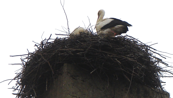 DSC09657 (700x397, 134Kb)