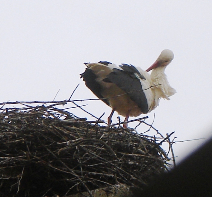 DSC09668 (700x650, 216Kb)