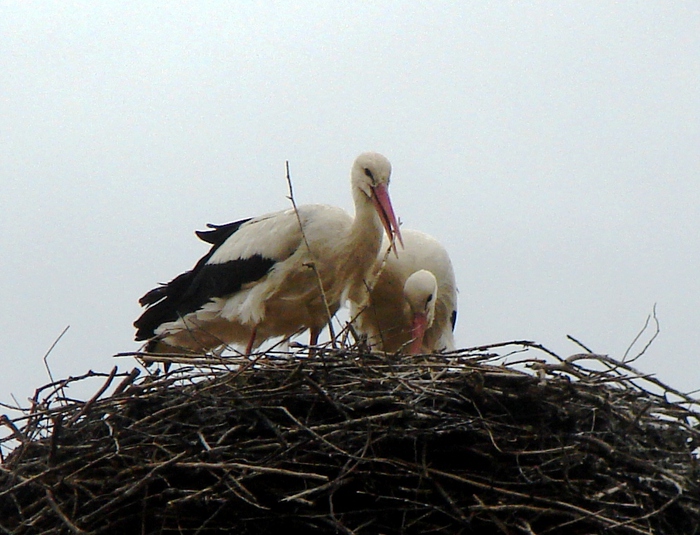 DSC09693 (700x535, 196Kb)