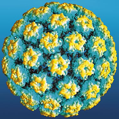 4322178_hpv_virus_in_women3 (380x380, 100Kb)