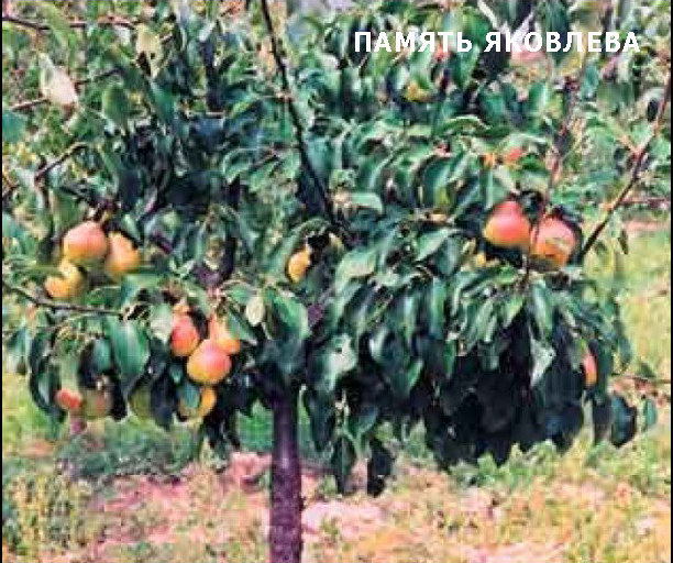 3755121_pamyat_yakovleva (612x512, 358Kb)
