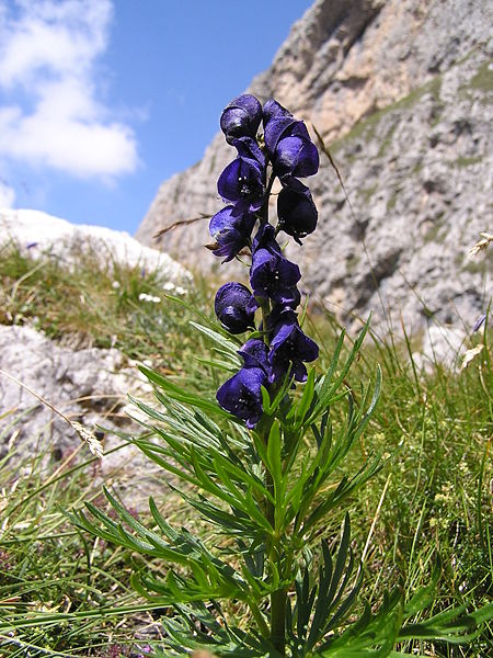 Blauer_Eisenhut_Dolomiten (450x600, 91Kb)