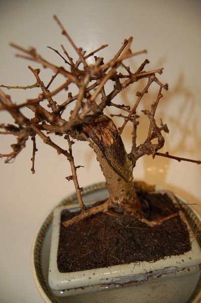DSC_1090 (398x600, 72Kb)