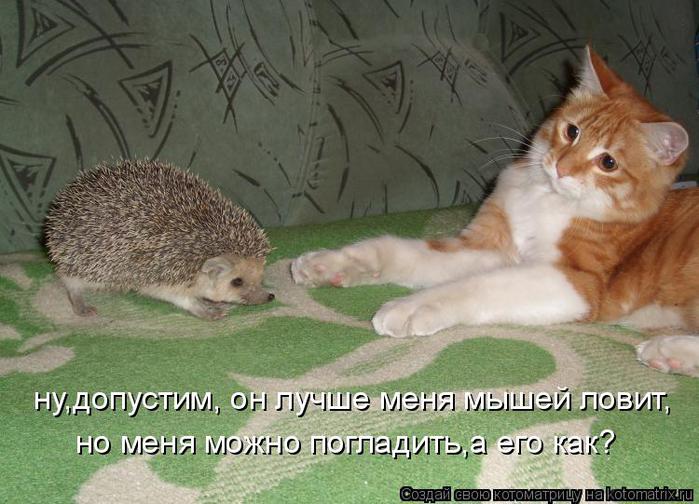 kotycatcatssmeshnye_kotykotenokprikol_901 (700x504, 62Kb)