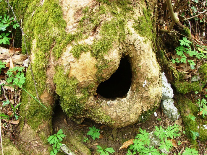 DSC09715 (700x525, 257Kb)