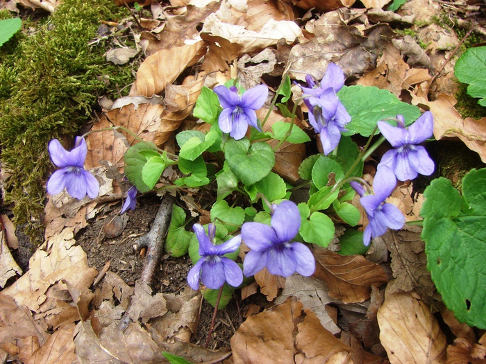 DSC09740 (700x525, 248Kb)