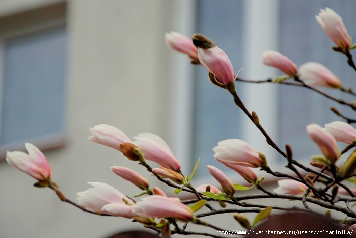 DSC_0420 (700x467, 180Kb)