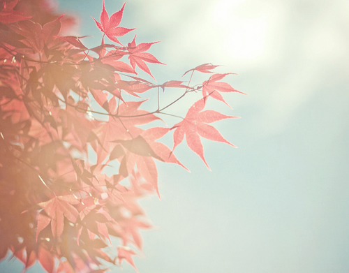 3587918_tumblr_ljgmt7OHLm1qzlm4uo1_500_large (500x391, 275Kb)