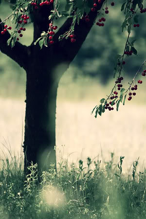 orig-9990531 (300x450, 30Kb)