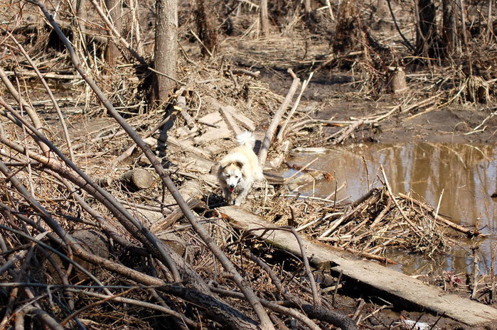 3392780_DSC_8177 (700x465, 176Kb)