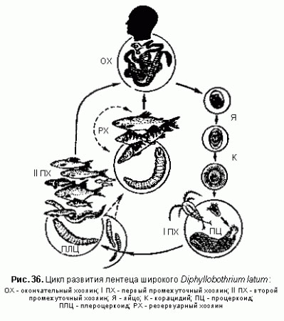 Промежуточный хозяин широкого лентеца. Цикл развития широкого лентеца. Цикл развития широкого лентеца схема. Широкий лентец промежуточный хозяин. Анизакидоз цикл развития паразита.