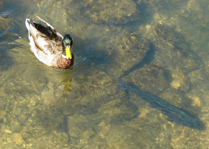 DSC09847 (700x500, 229Kb)