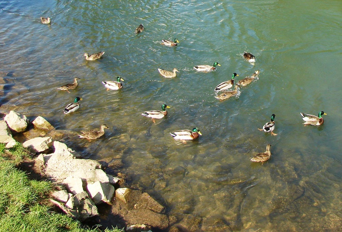 DSC09807 (700x476, 194Kb)