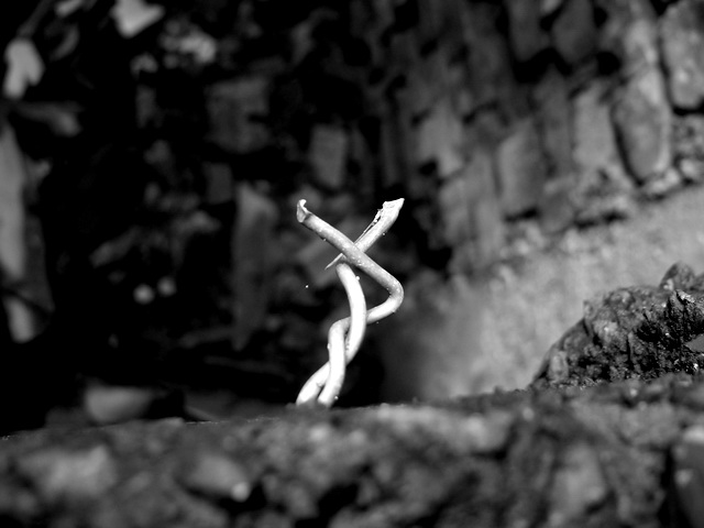 DSCI0187 (640x480, 96Kb)