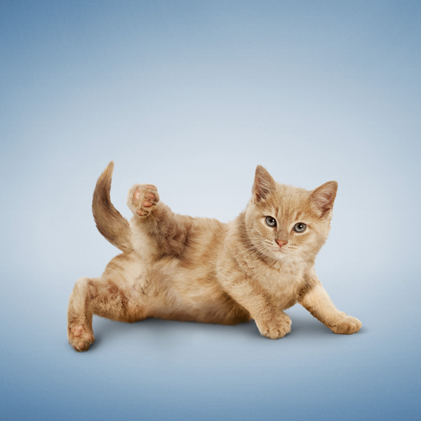 YogaCats05 (600x600, 91Kb)