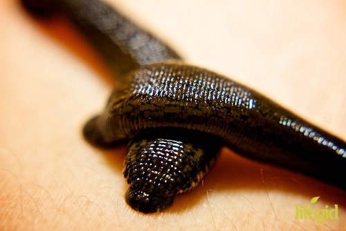 1299667748-leech-love (500x333, 35Kb)