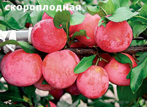 3755121_skoroplodnaya_1_ (492x360, 189Kb)
