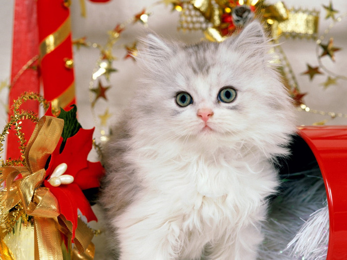 Christmas Kitten (700x525, 127Kb)
