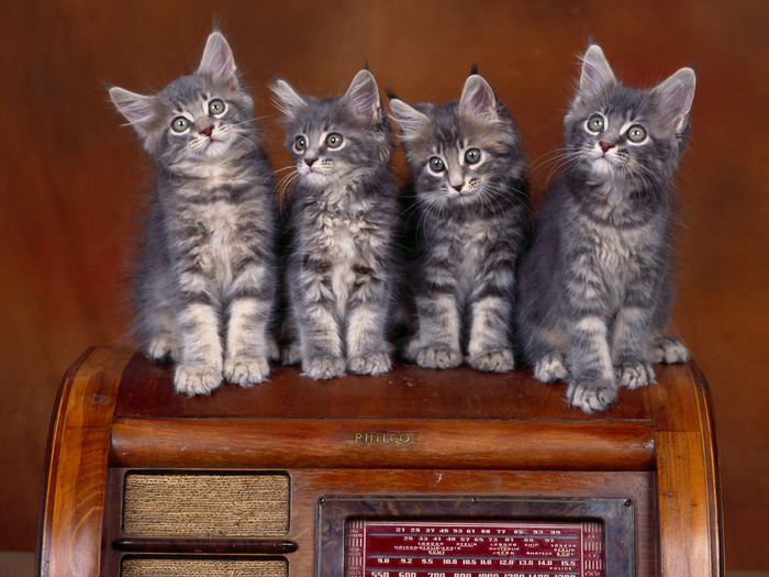 Coon Kittens (700x525, 131Kb)