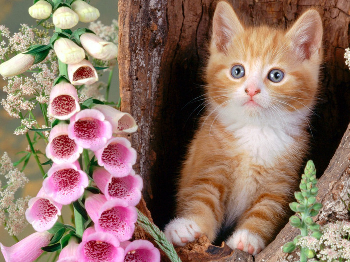 Ginger Cat and Foxgloves (700x525, 171Kb)