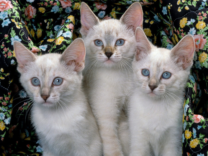 Siamese Kittens (700x525, 161Kb)