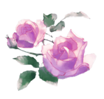  rose orchids (398x381, 156Kb)