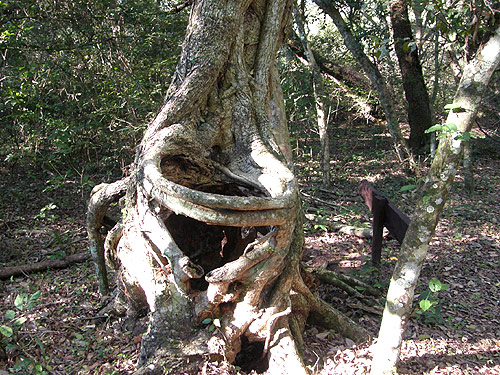 arbol-bosque-encantado (500x375, 121Kb)