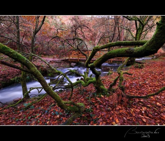 El Bosque Encantado (657x563, 116Kb)