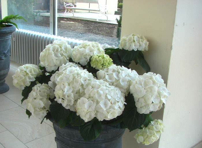 DSC09294 (700x513, 203Kb)