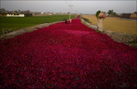 1302585059_road-roses-01 (570x370, 64Kb)