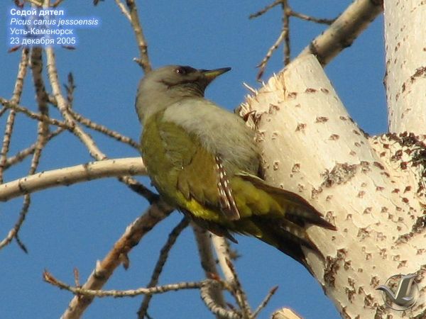 Picus%20canus%20jessoensis%20051 (600x450, 50Kb)