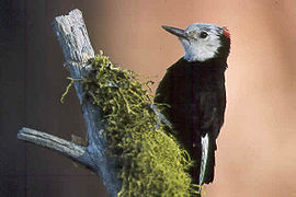 270px-White-headed_woodpecker (270x180, 12Kb)