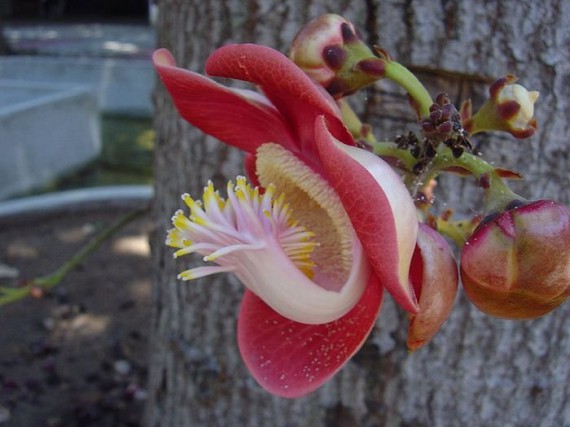 1287928256_1287830189_1287693927_cannonball_tree_02 (570x427, 55Kb)