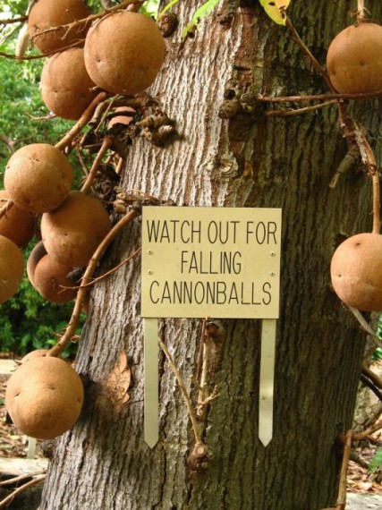 1287928177_1287830258_1287693927_cannonball_tree_06 (427x570, 92Kb)