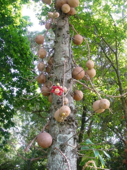 1287928222_1287830248_1287693982_cannonball_tree_09 (427x570, 121Kb)