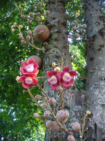 1287928249_1287830243_1287693980_cannonball_tree_10 (427x570, 108Kb)
