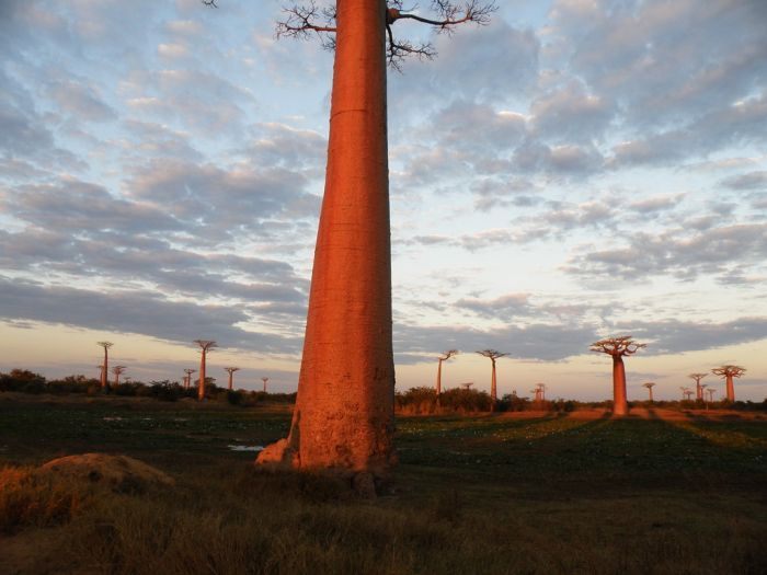 Adansonia_5 (700x525, 54Kb)