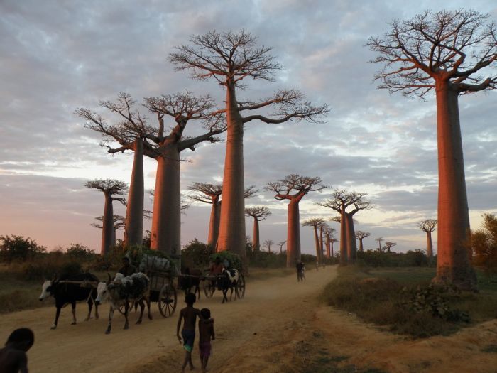 Adansonia_8 (700x525, 68Kb)