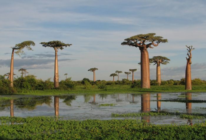 Adansonia_16 (700x477, 60Kb)