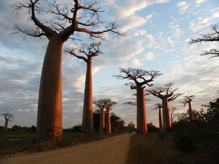 Adansonia_18 (700x525, 69Kb)