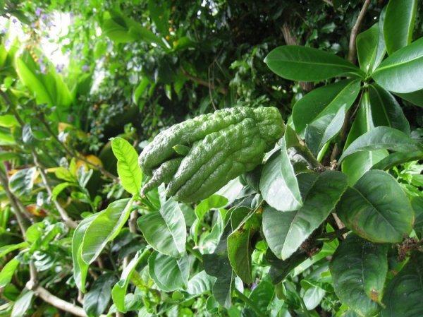 Citrus_medica_16 (600x449, 74Kb)