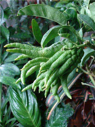 Citrus_medica_4 (375x500, 53Kb)
